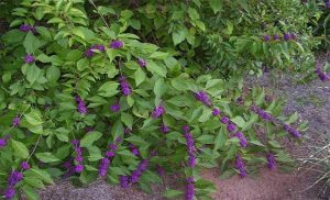 callicarpa macrophylla common name beauty berry : priyangu extract