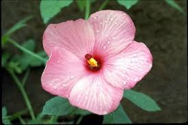 1 abelmoschus moschatus