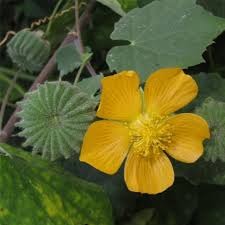 1 abutilon indicum