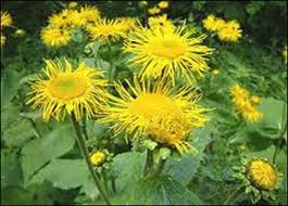 11 inula racemosa