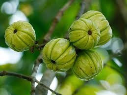 12 garcinia cambogia