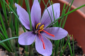 15 crocus sativus