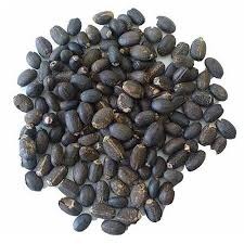 15 jatropha seeds