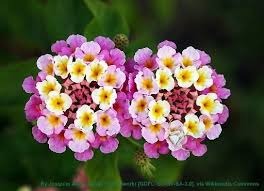 16 lantana camara