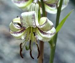 17 lilium polyphyllum