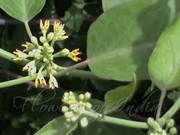 19 leptadenia reticulata