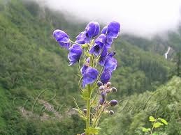 2 aconitum heterophyllum