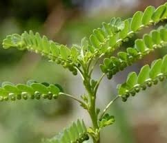 22 phyllanthus niruri