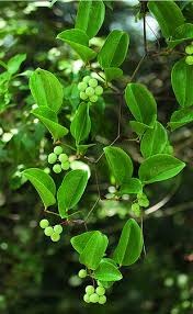 23 smilax china