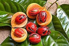 24 myristica fragrans