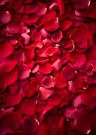 28 rose petals
