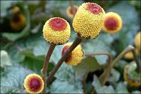 31 spilanthes acmella