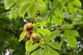 4 aesculus hippocastanum