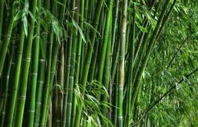 6 bambusa arundinacea