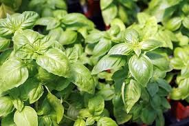 8 basil herb