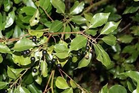 9 cinnamomum camphora