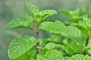 podina (mint)