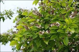 pongamia pinnata (karanja)