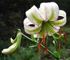 lilium polyphyllum