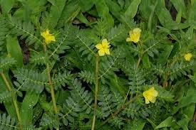 tribulus terrestris
