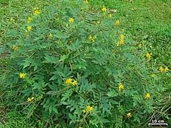 11 cassia occidentalis