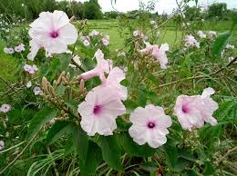 19 ipomoea carnea