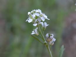 21 lepidium sativum