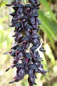 31 mucuna pruriens