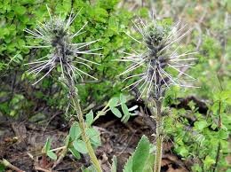 34 picrorhiza kurroa