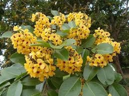 36 pterocarpus santalinus