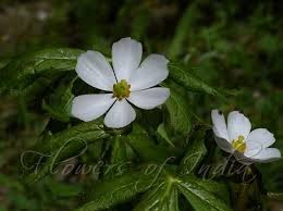 37 podophyllum emodi