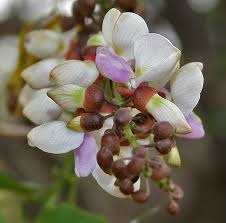 38 pongamia pinnata