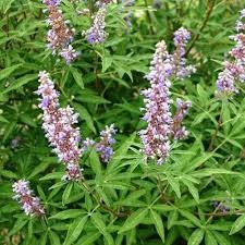 40 vitex negundo