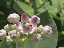 calotropis procera 7