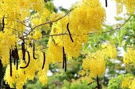 cassia occidentalis 11