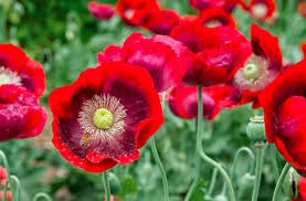 papaver somniferum