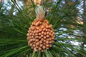 pinus roxburghii