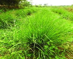 vetiveria zizanoides